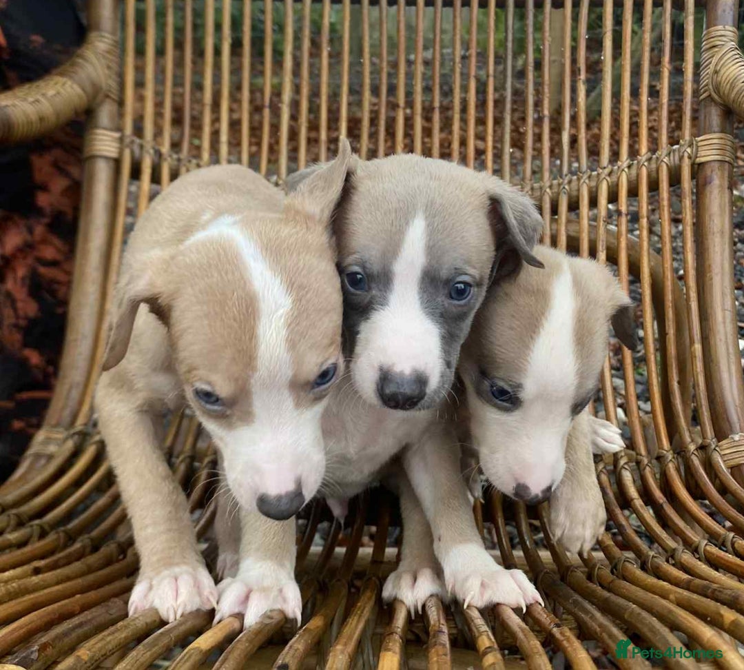 Whippet dogs for sale: Stunning whippet pups - Advert 17
