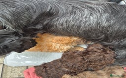 Cockapoo dogs for sale: F1 type cockepoos  - Image 18