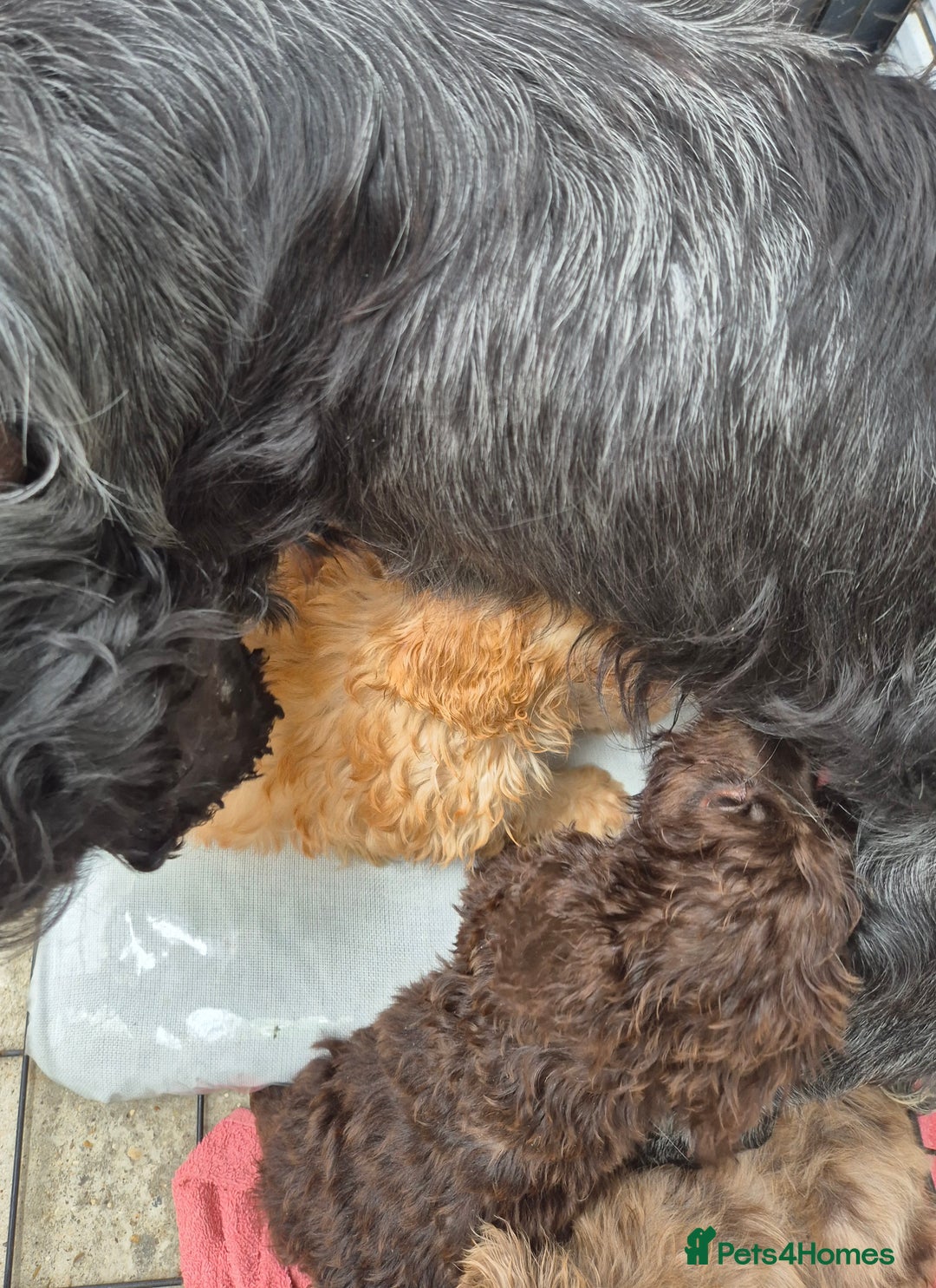 Cockapoo dogs for sale: F1 type cockepoos  - Image 18