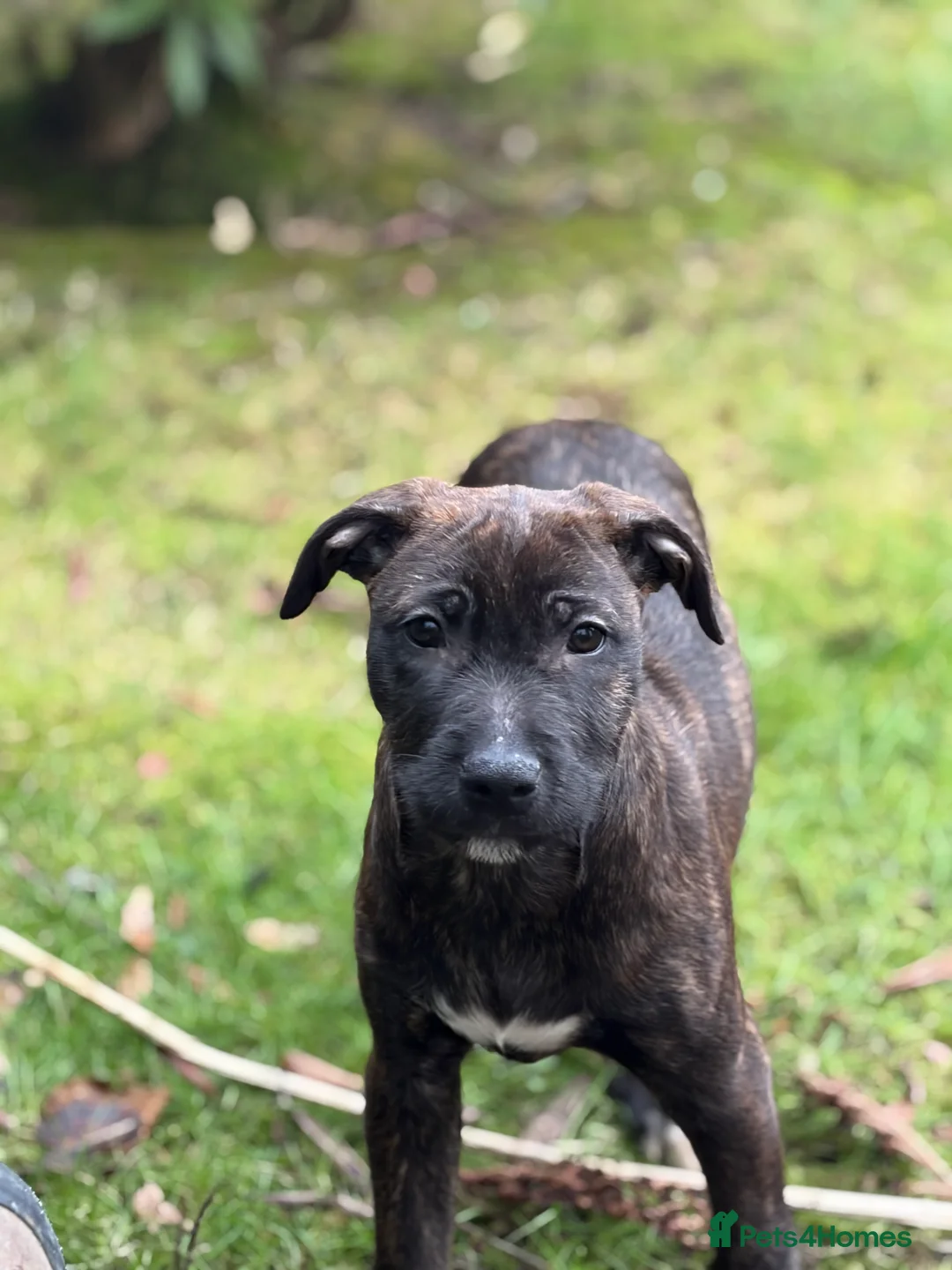 Mixed Breed dogs for sale: Lovely wheaten terrier x girl in Stirling - Advert 10