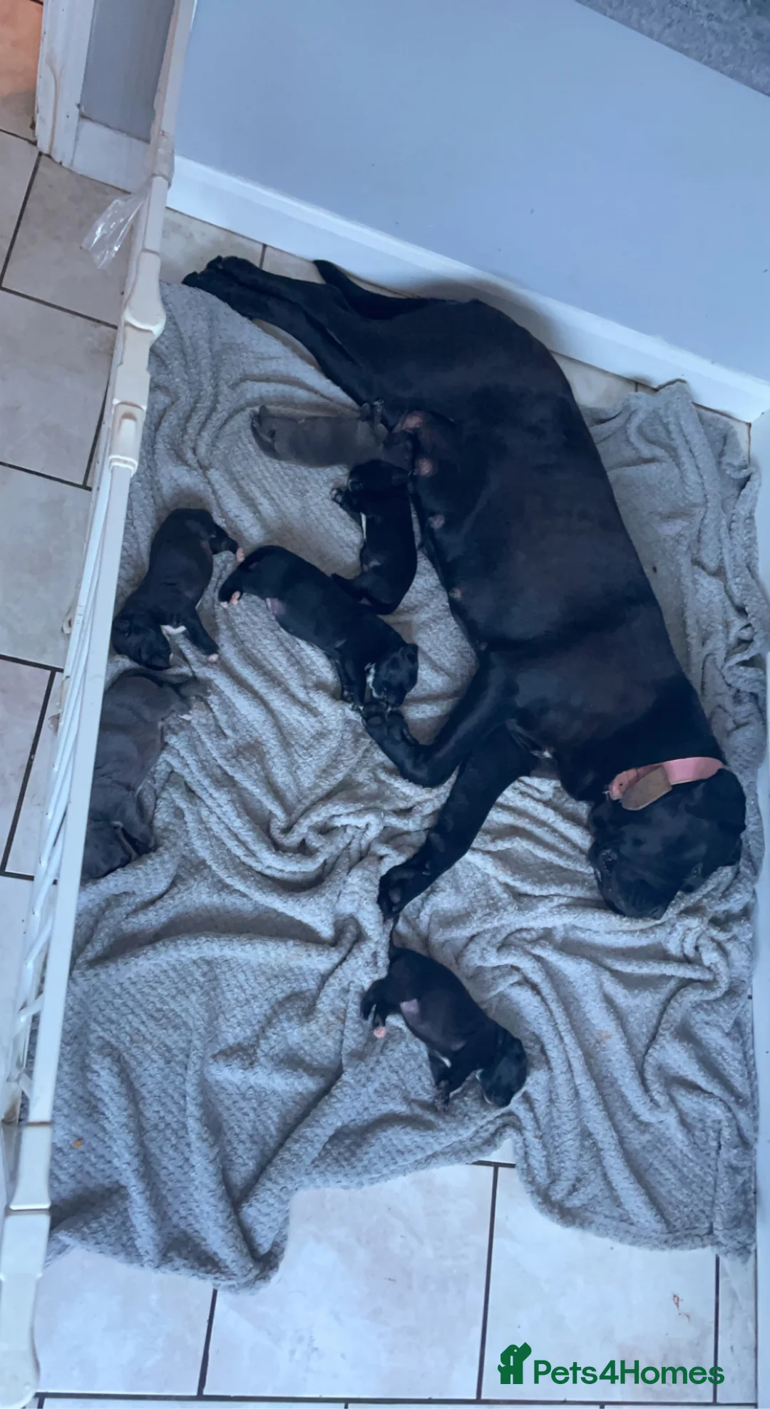 Cane Corso dogs for stud: Proven Cane Corso for stud in Leicester - Advert 17