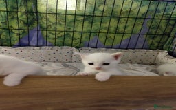 Mixed Breed cats for sale: Purr-fect White Kittens - Image 7