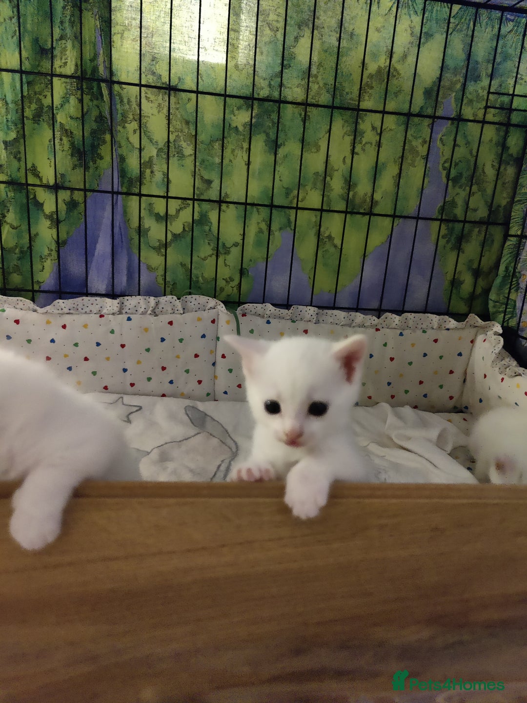 Mixed Breed cats for sale: Purr-fect White Kittens - Image 7
