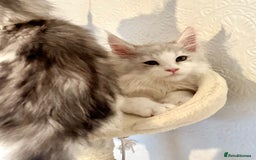 Maine Coon cats for sale: TICA Stunning Maine Coon Kittens - ACTIVE 🩷 - Image 19