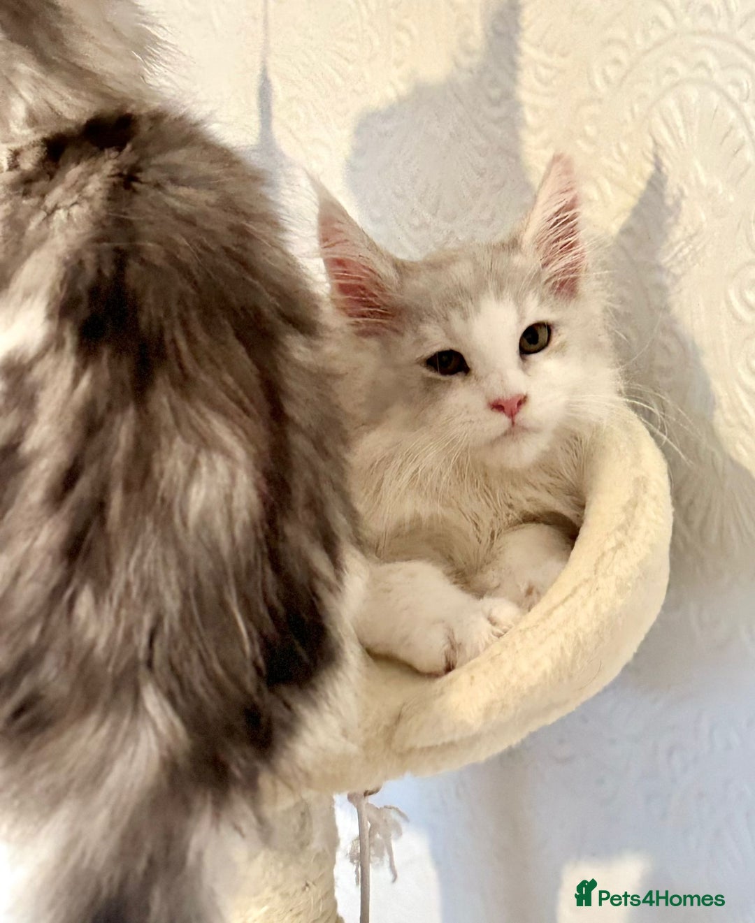 Maine Coon cats for sale: TICA Stunning Maine Coon Kittens - ACTIVE 🩷 - Image 19