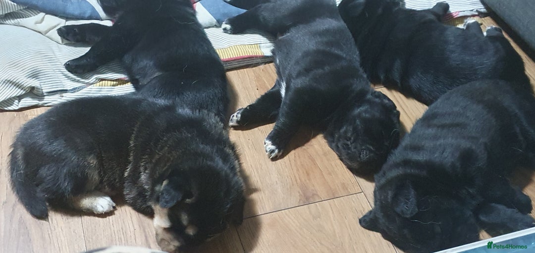 Mixed Breed dogs for sale: 3 beautiful bitches - Image 9