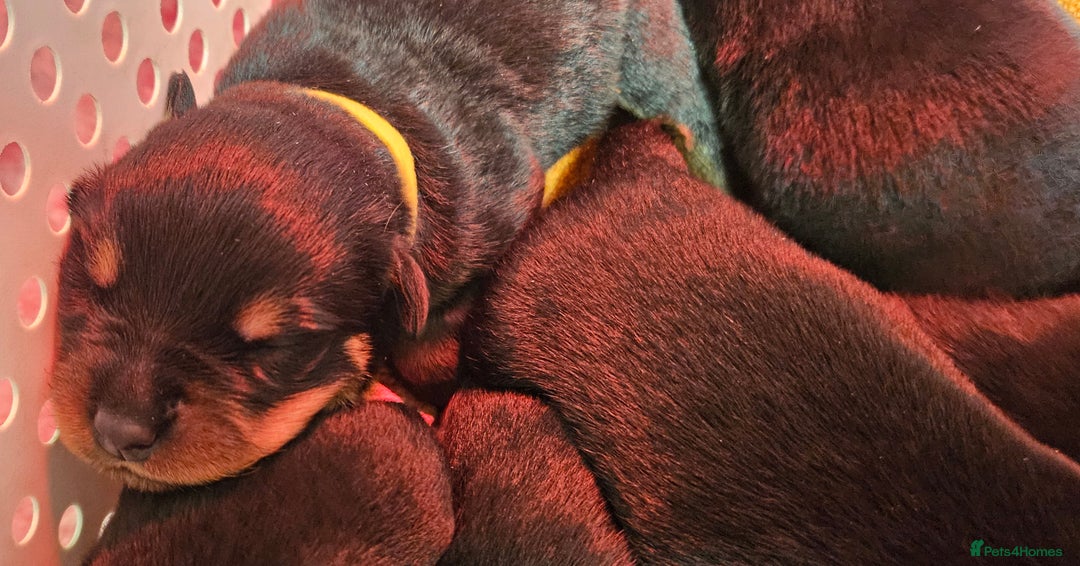 Rottweiler dogs for sale: Suberbly bred pedigree rottweiler puppies  - Advert 7