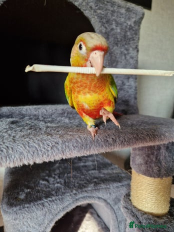 Conures birds - Advert 1