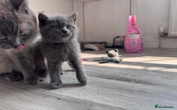 British Shorthair cats for sale: Chunky BSH Kittens - Image 10