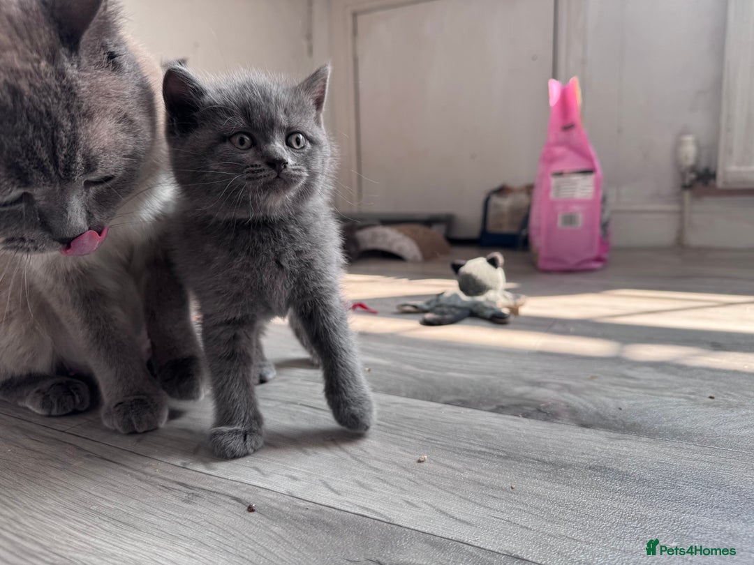 British Shorthair cats for sale: Chunky BSH Kittens - Image 10