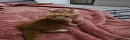 Domestic Shorthair cats for sale: 2 kittens for sale. in Sheffield - Advert 2