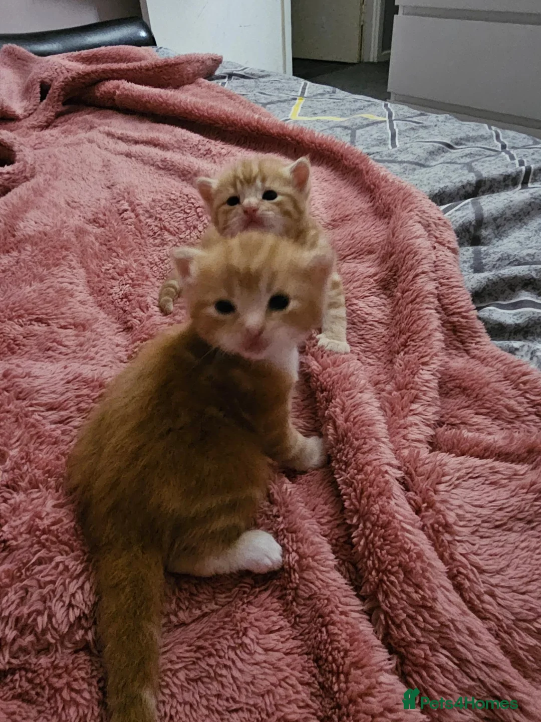 Domestic Shorthair cats for sale: 2 kittens for sale. in Sheffield - Advert 2