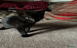 Mixed Breed cats for sale: Kittens for sale  - Image 23