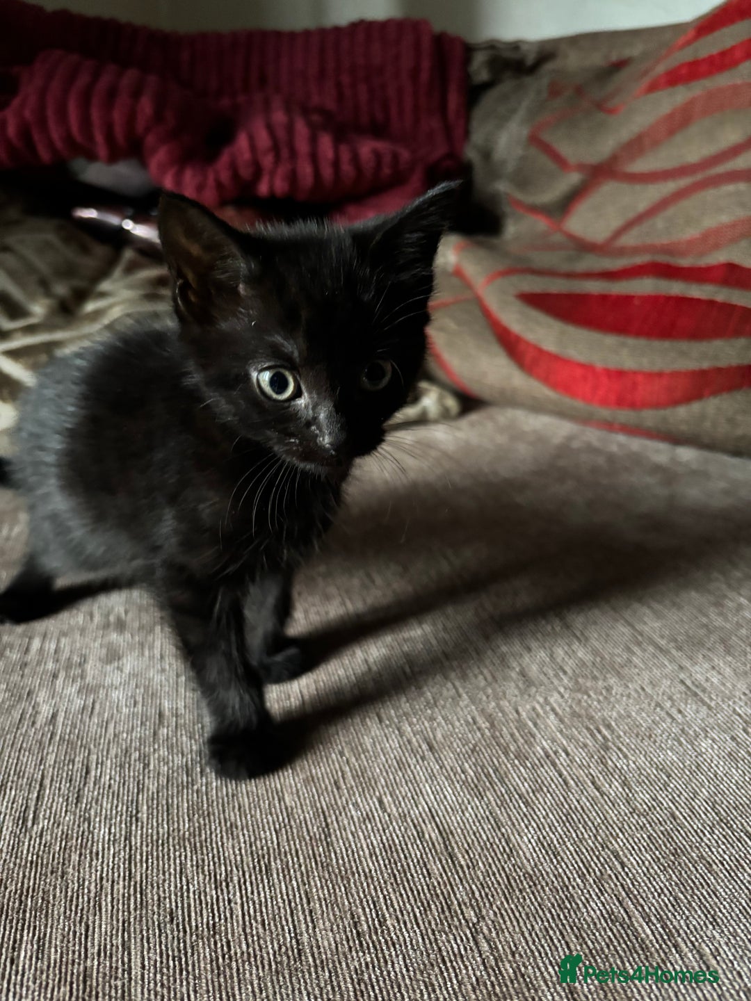Mixed Breed cats for sale: Kittens for sale  - Image 23