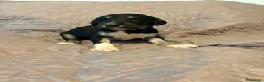 Saluki Puppy 5