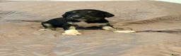 Saluki dogs for sale: Beautiful Saluki pups from champion lines - Advert 17