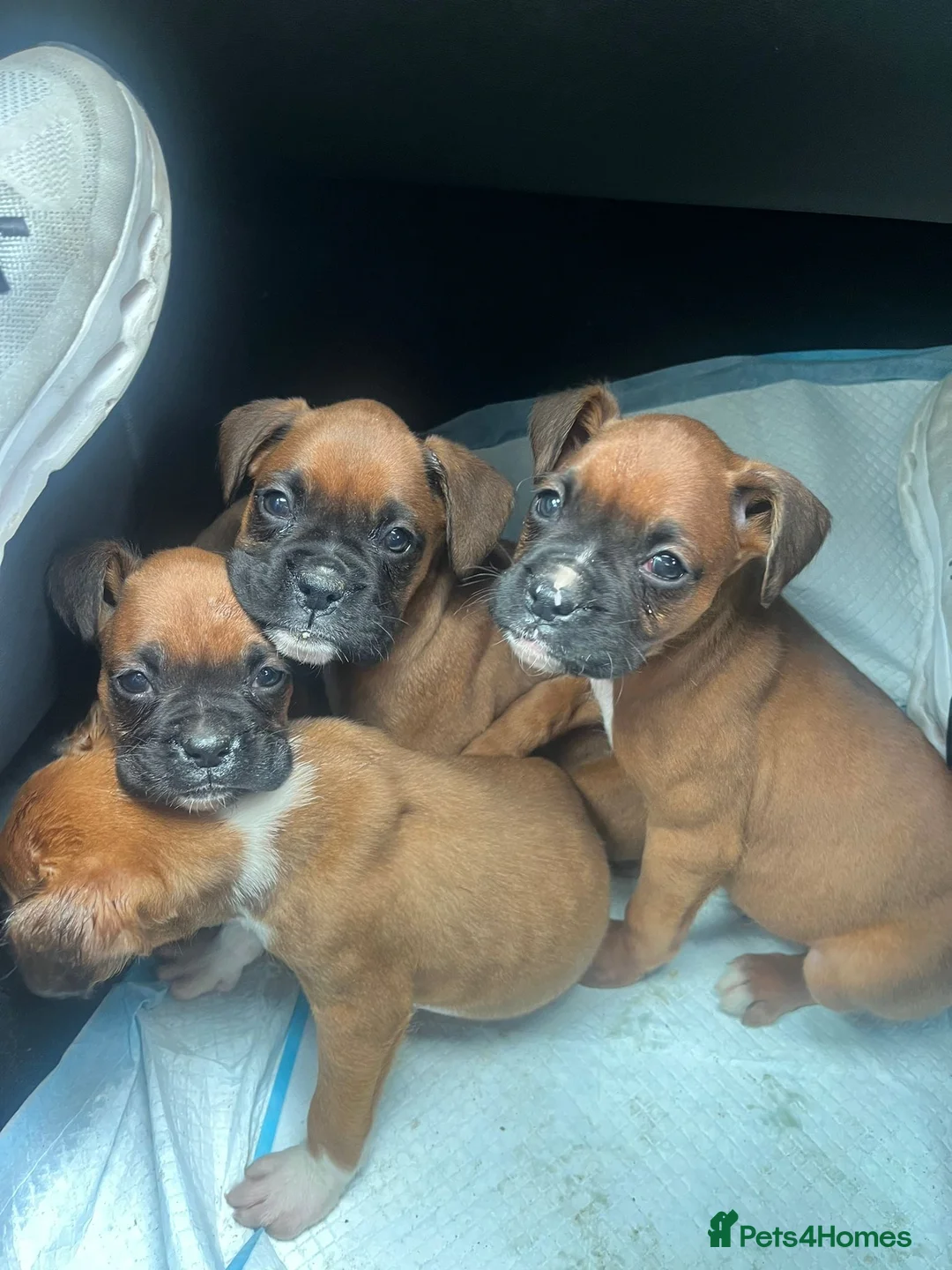Boxer dogs for sale: Beautiful boxer puppies ❤️ - Advert 2