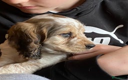 Cocker Spaniel dogs for sale: SHOW cocker spaniel puppies  - Image 21