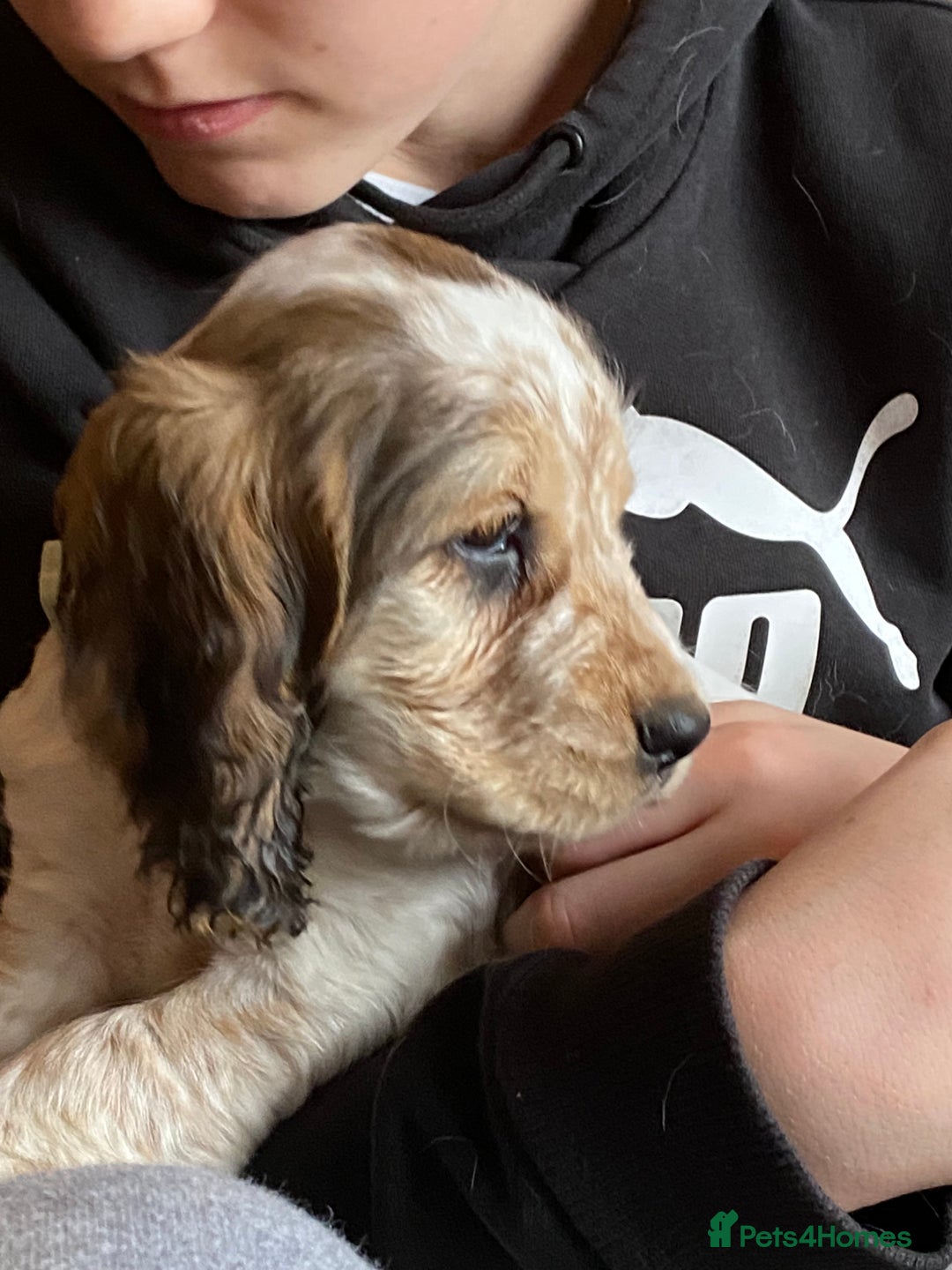 Cocker Spaniel dogs for sale: SHOW cocker spaniel puppies  - Image 21