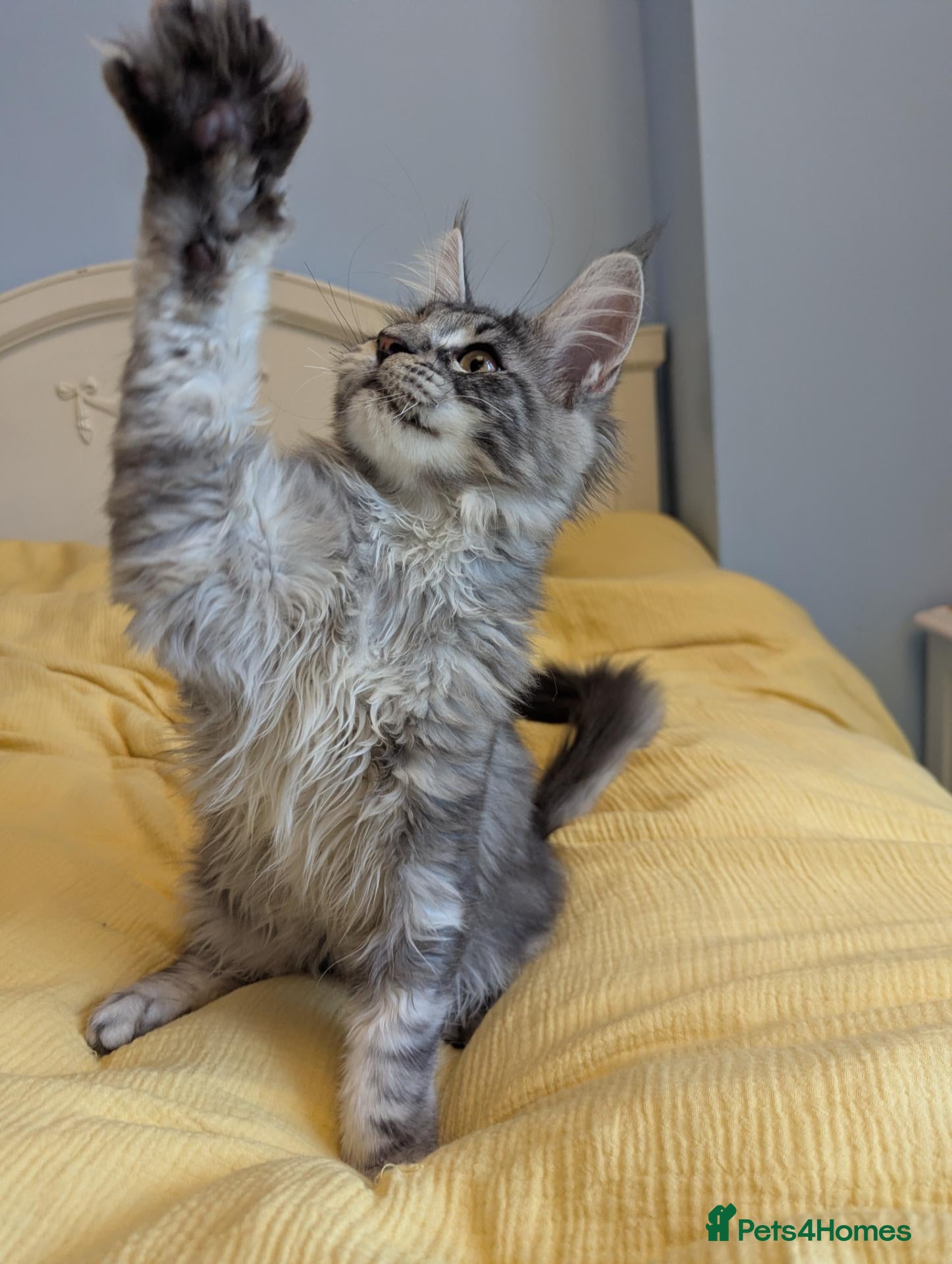 Maine Coon cats Pedigreed Maine Coon kittens - Advert 2