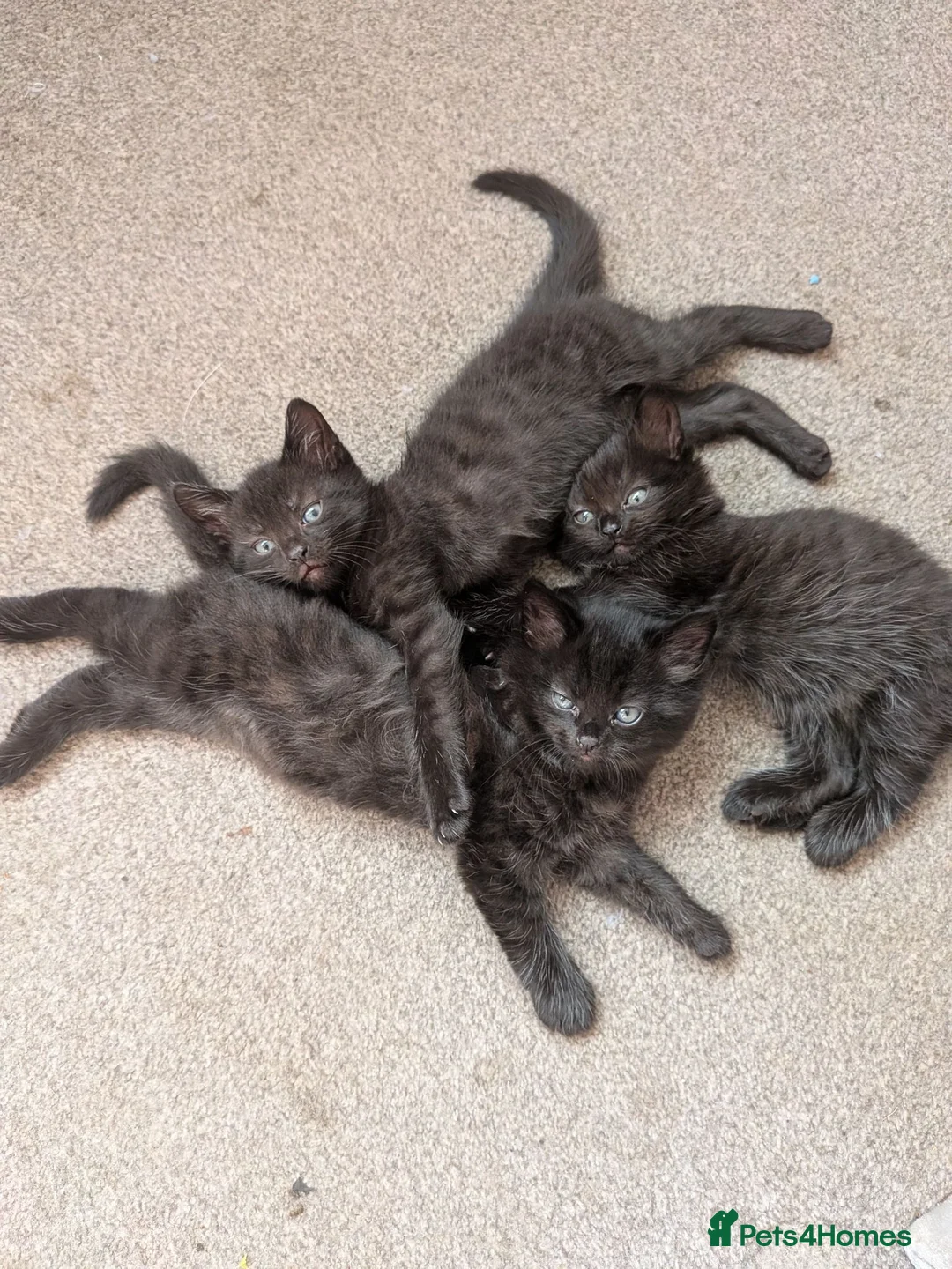 Mixed Breed cats for sale: Kittens and mum for free ready to go now - Advert 2