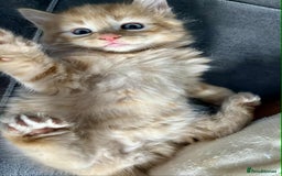 Mixed Breed cats for sale: Beautifull fluffy kittens  - Image 16