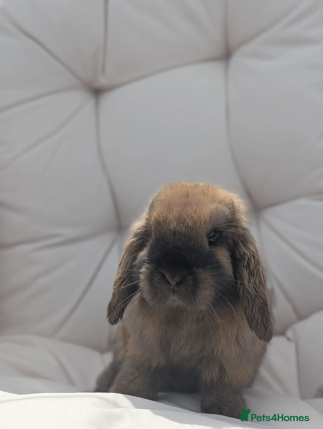 Dwarf Lop rabbits for sale: Bonded Pair Of Dwarf Lop Does - Gabby & Nola🐇🐇 - Advert 3