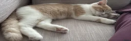 British Shorthair cats for sale: BSH CREAM BİCOLOUR MALE CHAMPION BLOODLİNE in Barking - Advert 12