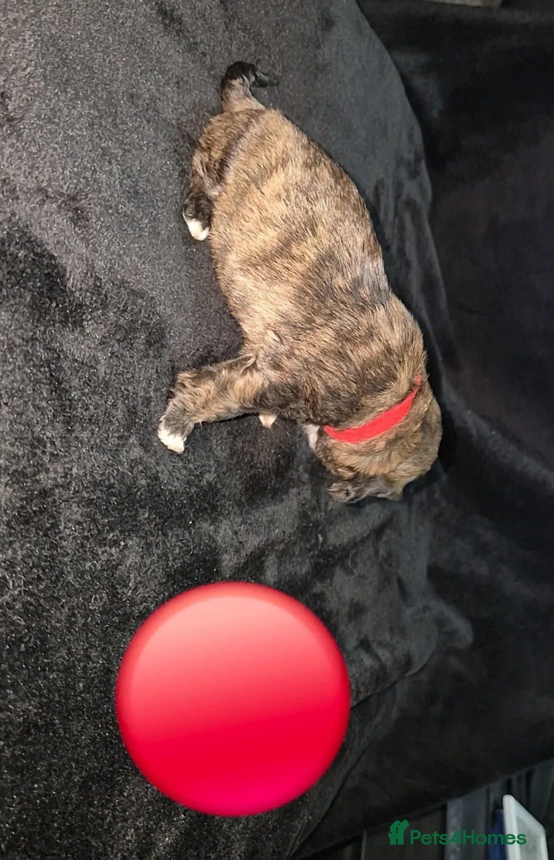 Cava Tzu dogs for sale: Cava-Tzu pups - Advert 21