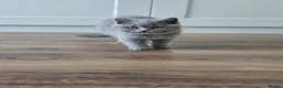British Shorthair cats for sale: 🧸Teddy Bear Lilac/Blue British Shorthair Kittens✨ - Advert 8