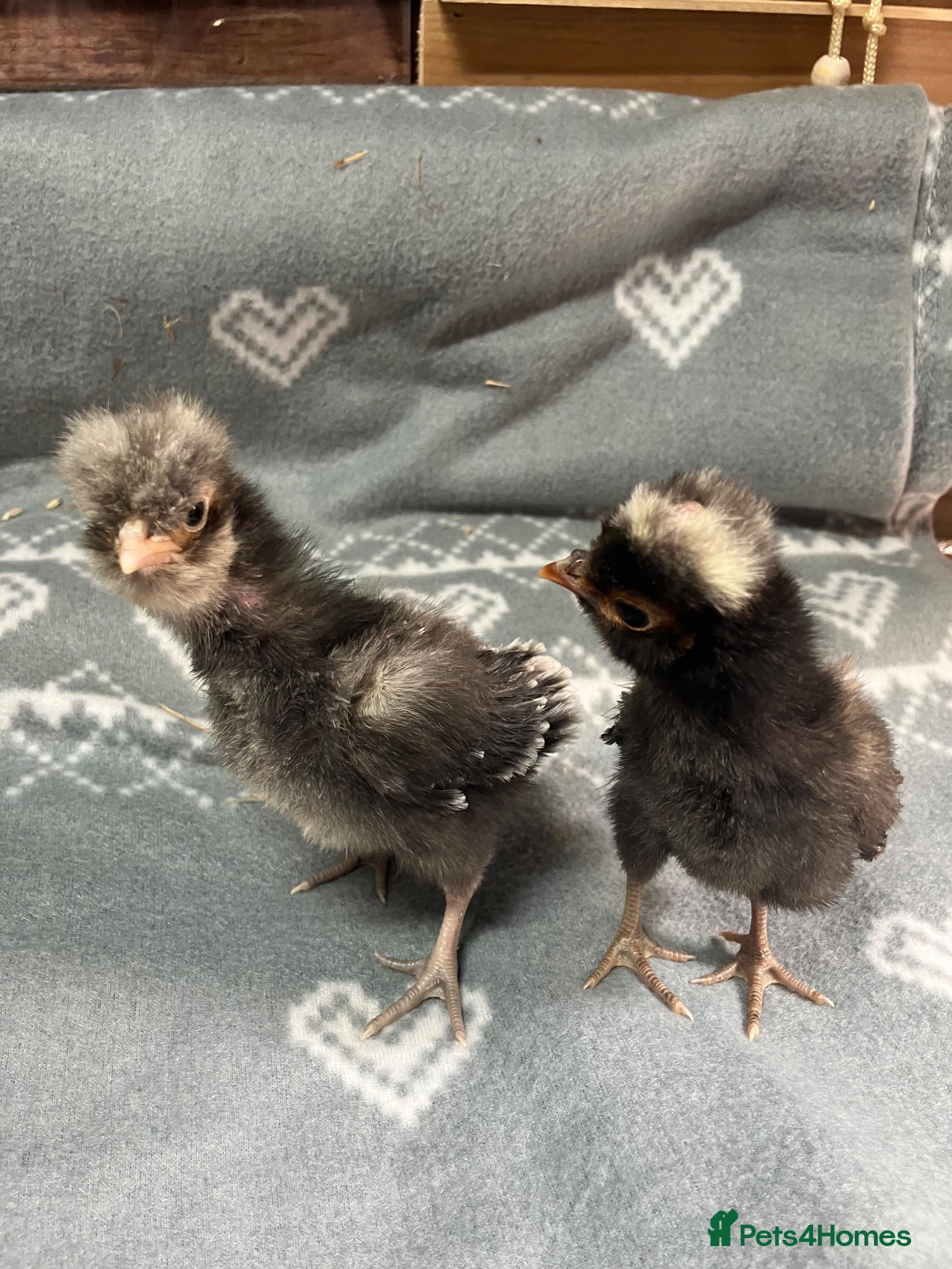 Chickens poultry Polish bantam chicks - Advert 2