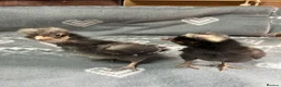 Chickens poultry for sale: Polish bantam chicks - Advert 1