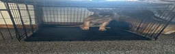 Mixed Breed dogs for sale: German shepherd working needs a home to stay in in Manchester - Advert 2