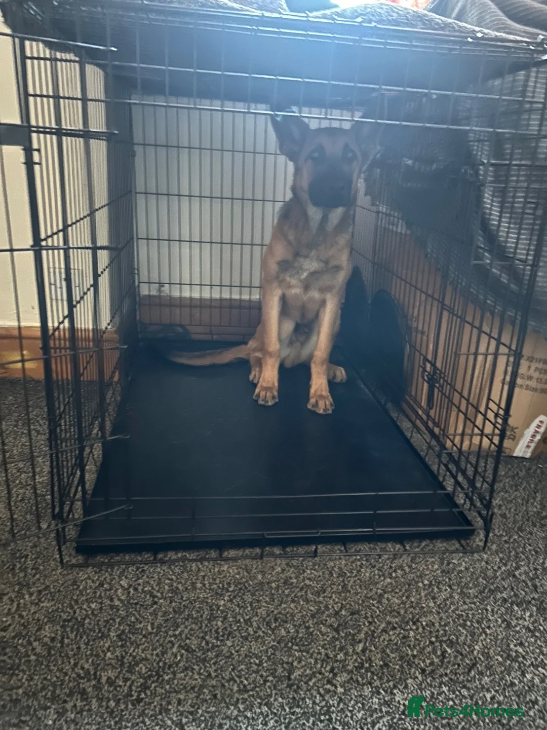 Mixed Breed dogs for sale: German shepherd working needs a home to stay in in Manchester - Advert 2