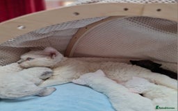Devon Rex cats for sale: 🌸 Wonderful Devon Rex Kittens Raised with Love 🌸 - Image 10