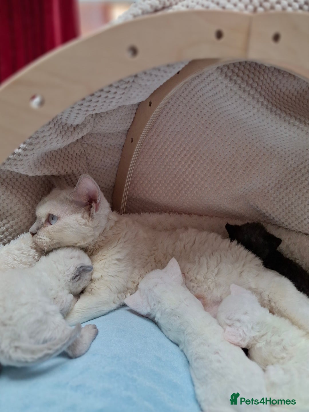 Devon Rex cats for sale: 🌸 Wonderful Devon Rex Kittens Raised with Love 🌸 - Image 10