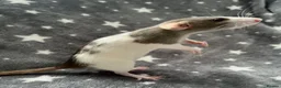 Rat rodents for sale: Baby Dumbo Dwarf Rats Male And Female  - Advert 3