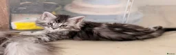 Maine Coon cats for sale: TICA Reg Black Smoke Maine Coon Kittens - Advert 3