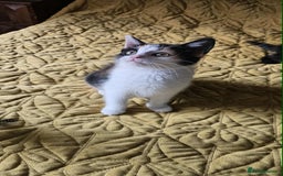 British Shorthair cats for sale: PURE BSH KITTENS READY NOW! - Image 26