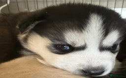 Siberian Husky dogs for sale: BEAUTIFUL SIBERIAN HUSKY PUPPIES  - Image 16