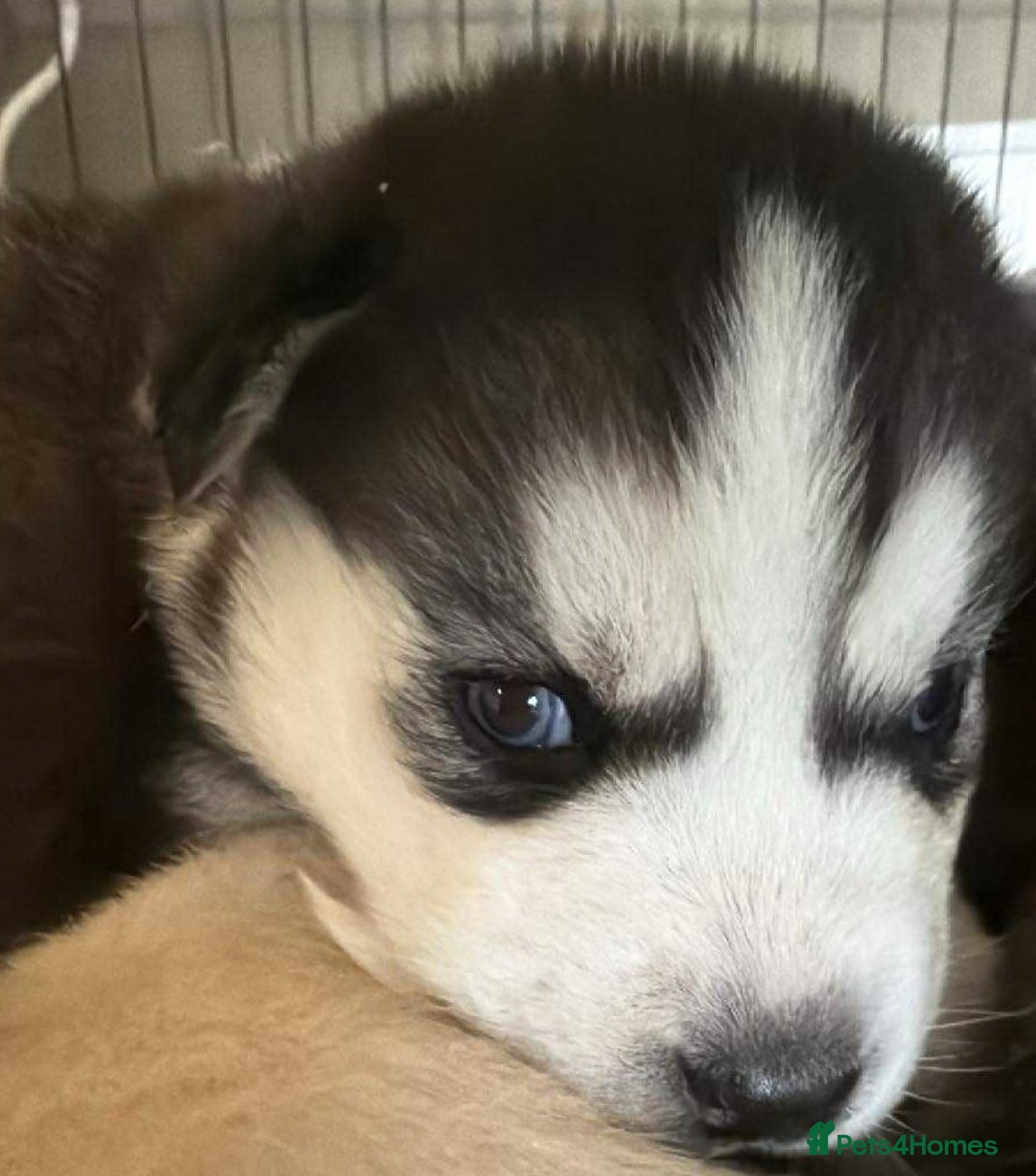 Siberian Husky dogs for sale: BEAUTIFUL SIBERIAN HUSKY PUPPIES  - Image 16