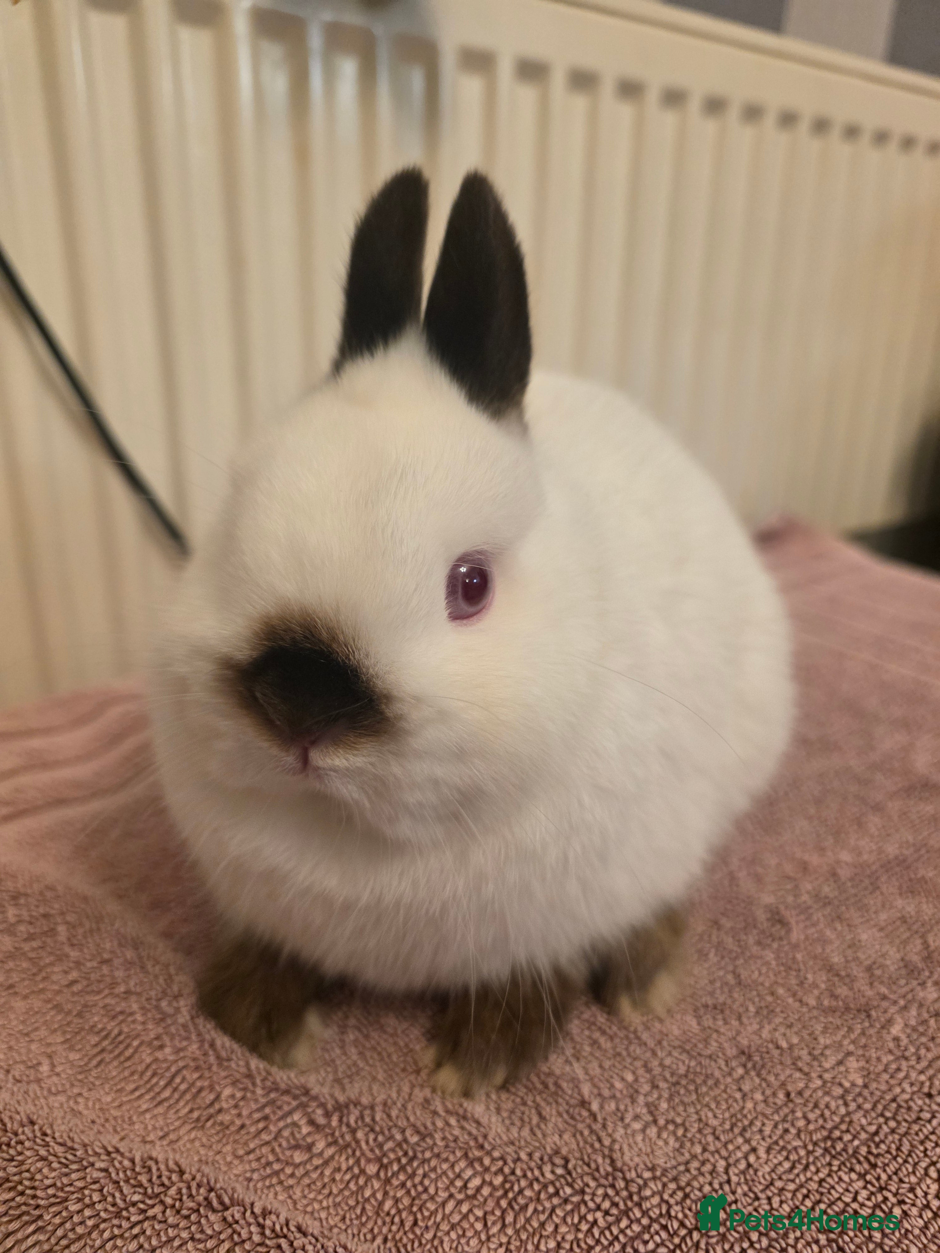 Netherland Dwarf rabbits Surplus netherland dwarf bucks  - Advert 3