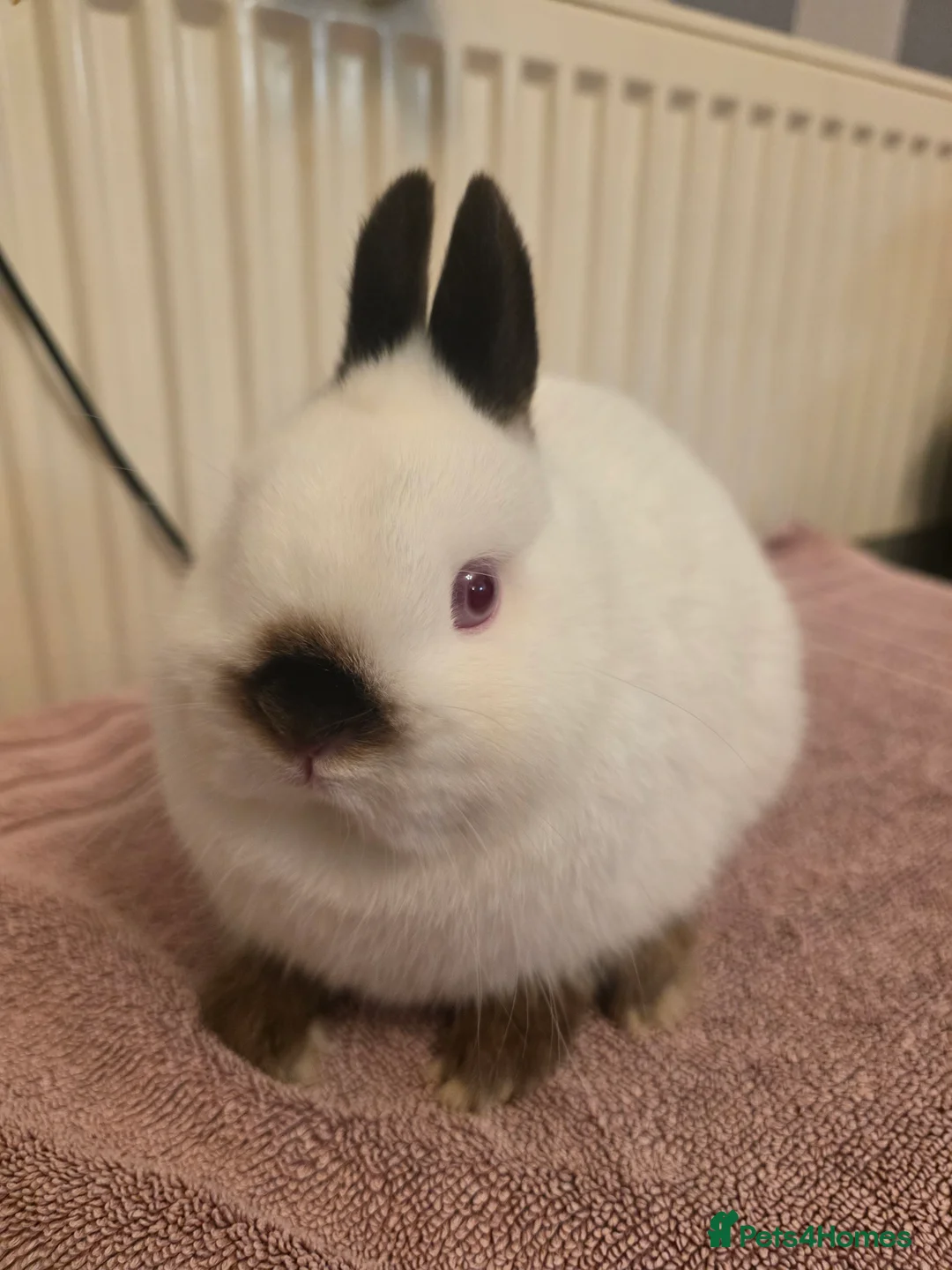 Netherland Dwarf rabbits for sale: Surplus netherland dwarf bucks  - Advert 1