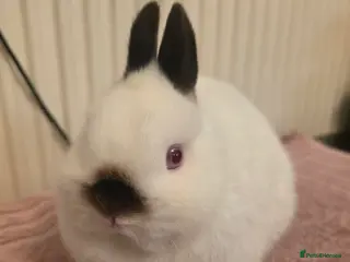 Netherland Dwarf rabbits Surplus netherland dwarf bucks - Advert 3