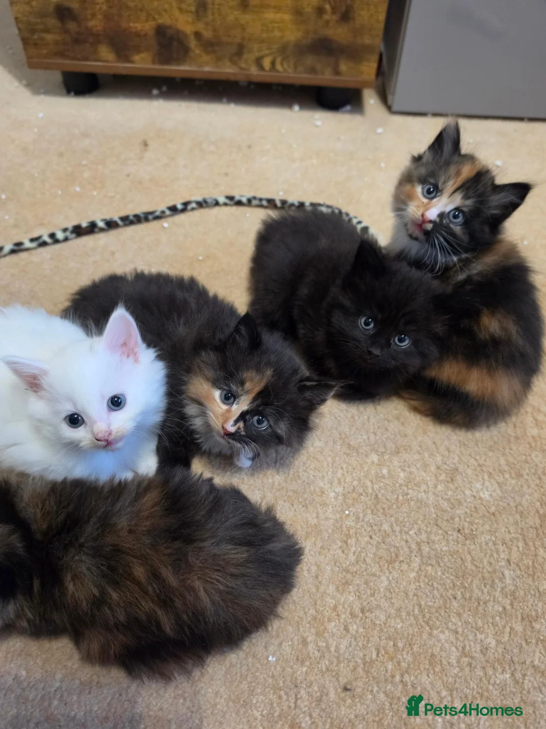 Mixed Breed cats for sale: Kitten for sale female - Advert 3