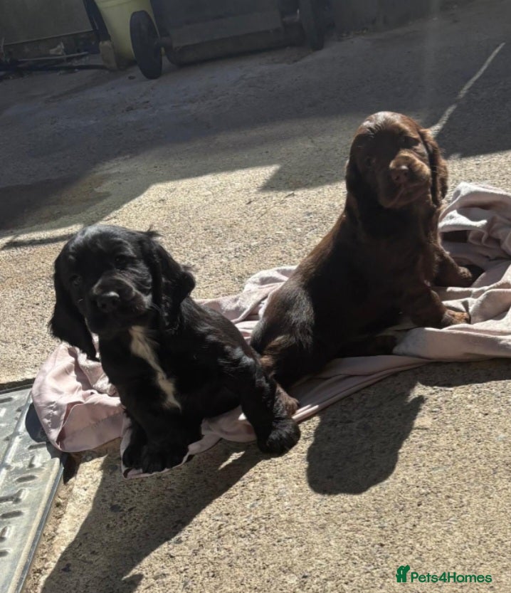 Cocker Spaniel dogs for sale: Cocker spaniel puppies - Advert 1
