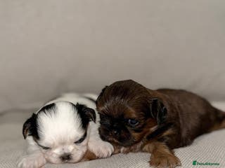 Shih Tzu dogs Tiny Luxury Imperials Philippines Lines - Advert 1