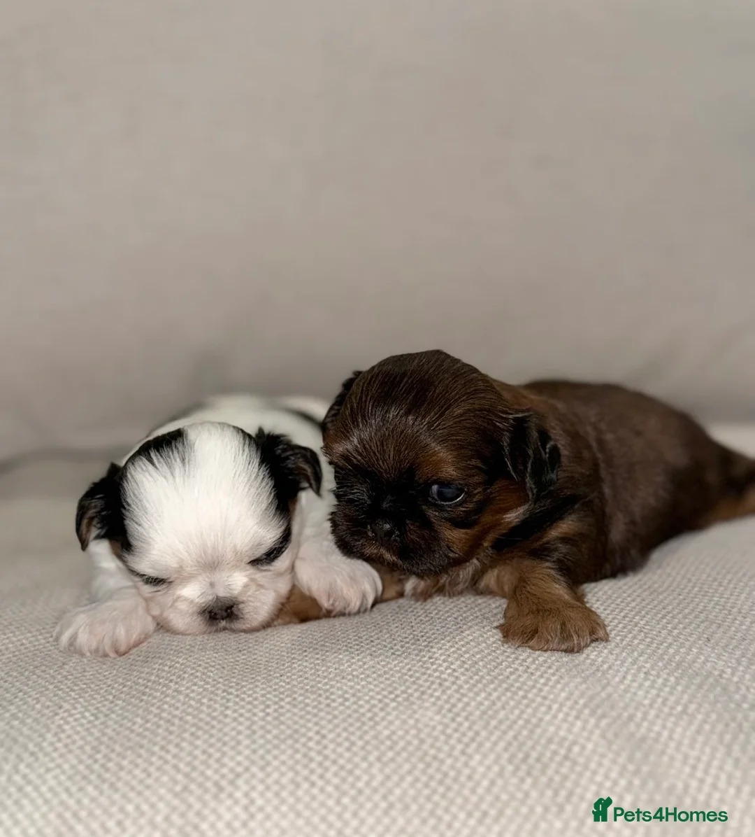 Shih Tzu dogs for sale: Tiny Imperials Karishishi Lines Ready To Rehome  - Advert 3