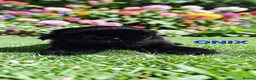 Shih Tzu dogs for sale: STUNNING PURE STANDARD SHIH TZU  - Advert 11