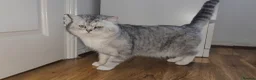 British Shorthair cats for sale: Blue eyed Golden British Shorthair female & male - Advert 34